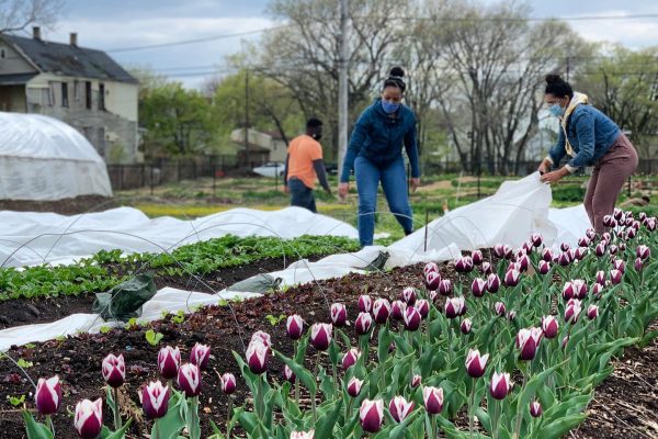 Rolnicy miejscy ożywiają dzielnice w Chicago, Filadelfii i innych miastach